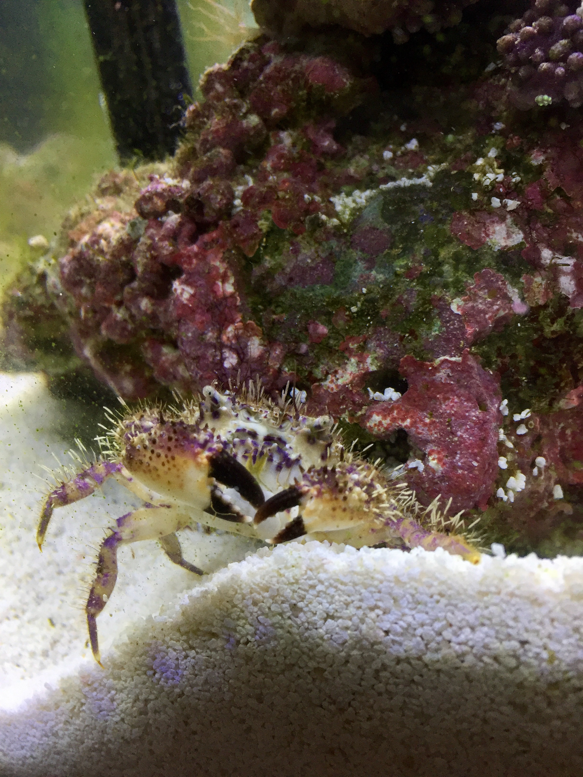 O Pinchy We Hardly New Ye