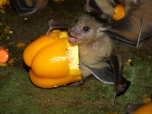 “Fruit Bat Fun” Live @ Berklee Performance Center